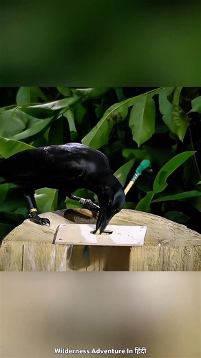 The Smartest Crow