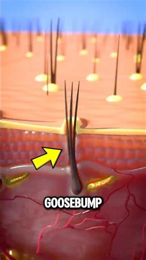 Why Do Goosebumps Happen 🤔