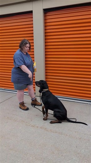AKC Trick Dog Intermediate - hand signals/nonverbal cues