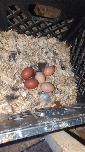 How Many Eggs Did The Chickens Lay On The First Day Of Spring?