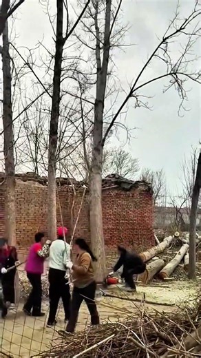 Incredible Teamwork: Cutting Down a Massive Tree! #shorts