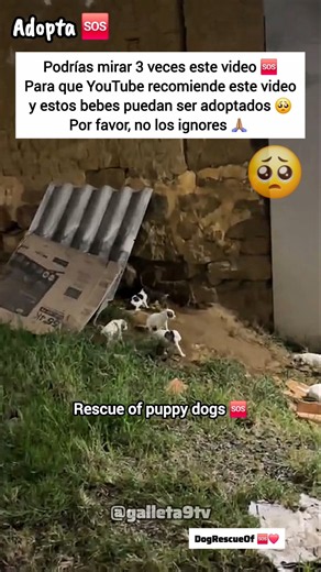 Adopta a un pequeño bebe.. 🍼❤️