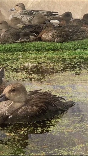 Almost 14,000 birds dead after botulism outbreak near Oregon-California border