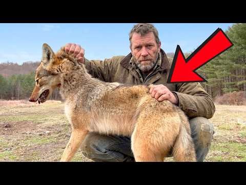 35 Coyote Hunting Tricks That Pull Them Running Straight to You Every Single Time