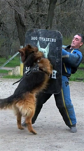 😯This powerful German Shepherd attacks an intruder. Police dog training. #GUARDODESSA Odessa Ukraine