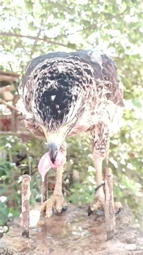 #Hawk #Eagle #Owl #Wildlife #Animal #EagleHawkOwl hawk vs snake, Owl vs snake fight, Eagle Vs Snake,