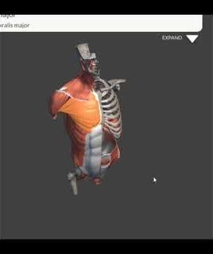 muscular system anatomy