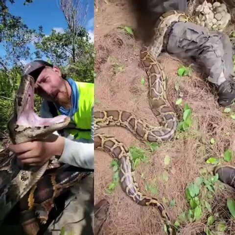 Snake hunter in the Florida Everglades discovers two invasive Burmese python nests right next to each other with both having a combined 120 eggs