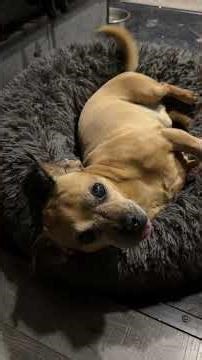 Even Minion has to deal with internet rumors #narrowayhomestead #theoneandonlyminion