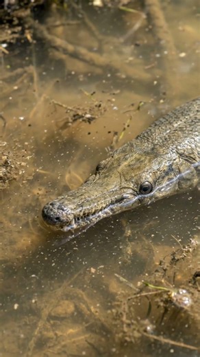 Alligator Gar: The Living Fossil with Amazing Survival Skills!🐊#AlligatorGar #LivingFossil #Wildlife