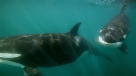 Watch what happens when 5 killer whales target one whale – they rip it apart