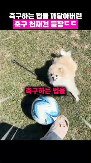 TV동물농장 섭외 1순위 축구 천재견 ㄷㄷ