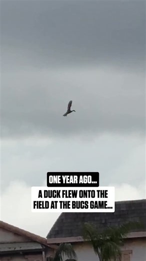 the duck was completely unbothered 😭 | NFL