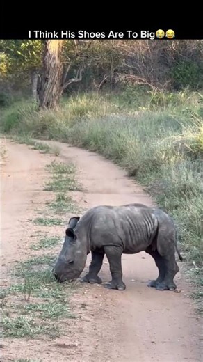 Adorable Baby Rhino Moments 🦏 | Cute Animals That Will Make You Smile