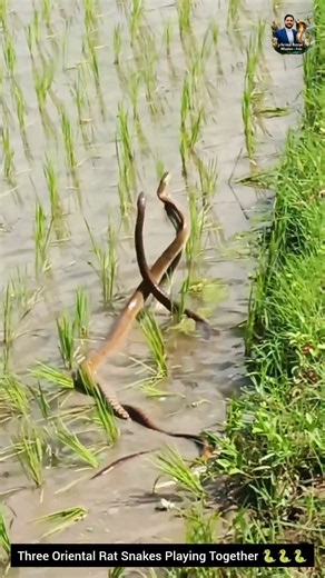 Three Oriental Rat Snakes Playing Together 🐍🐍🐍 #snake #cobra #wildlife #wildlifeentertainment