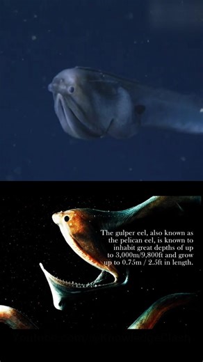 This Fish Can Swallow Anything 😨 #shorts