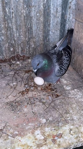 pigeon making nest for breeding #pigeon #nest #egg