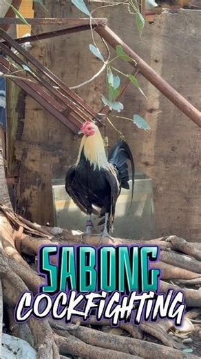 For Sabong , Cockfighting Rooster , Philippines