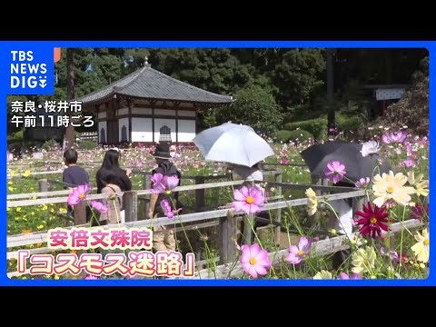 「クリアできませんでした！」約5万本のコスモス咲く「花の迷路」に親子ら挑戦 今年は難易度高め？11月上旬まで見頃　奈良・安倍文殊院｜TBS NEWS DIG
