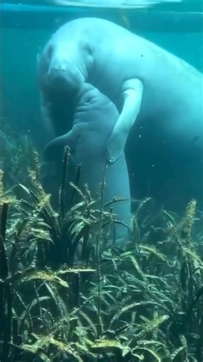 ⏱️ 20 Minutes Without Air? This Gentle Giant Can Do It 🐋 #oceanfacts #marinelife #deepsealab