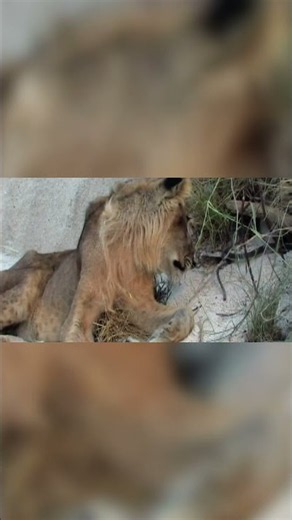 Black Mamba Faces a Lion in a Deadly Wildlife Encounter