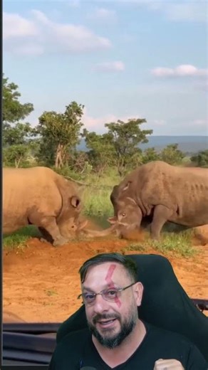 Briga entre rinocerontes #biologohenrique #animais #bichoesperto #biologo