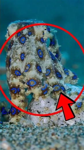 This Tiny Octopus Can Kill You in Minutes 😳
