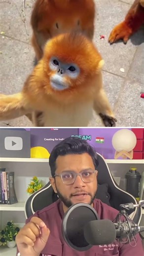 Golden Snub-Nosed Monkeys Are Incredible Creatures