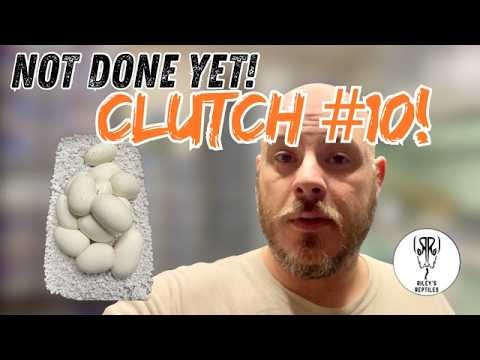 10th Carpet Python Clutch - Egg Laying & Breeding Update