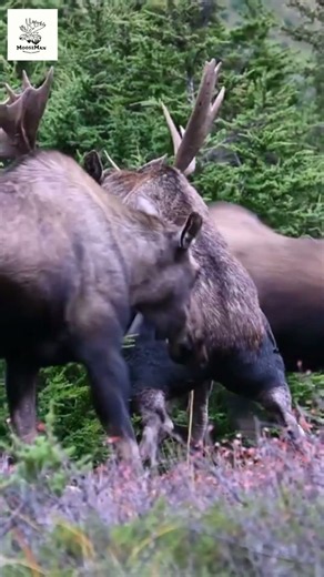MASSIVE Bull Moose Spotted in Dry Grassy Field! #nature #wildlife #animals
