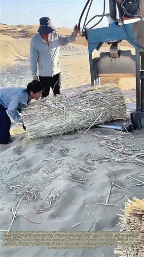 Slicing Straw Bales: How Processed Plant Material Fights Desert Expansion