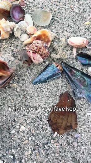 Beachcombing Clearwater Beach: What to Keep from a Pile of Shells?
