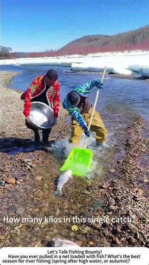 Hauling a Huge Catch of River Fish – Fisherman's Big Day 🎣🌊