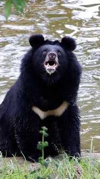Moon Bear Sees Skies For First TIme in 27 Years | The Dodo