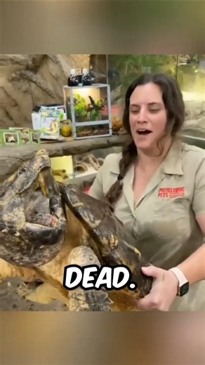 This “Slow” Turtle Bites Faster Than a Sports Car #facts #animals #wildlife