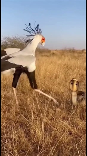 Cobra Rises… Bird Strikes Instantly 🐍🦅