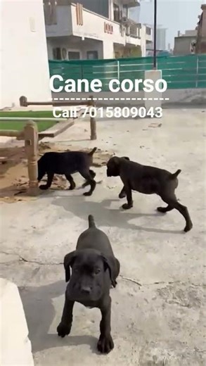 cane corso puppies | 🔥 Ultimate quality cane corso for sale