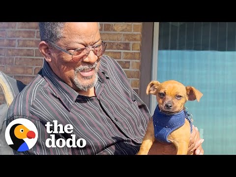Grandpa Gets A New Puppy To Keep Him Company After Knee Surgery | The Dodo