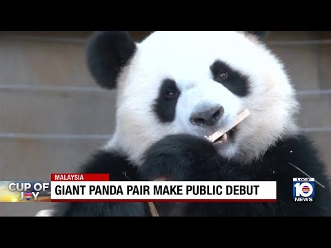 Giant pandas make debut at Malaysian conservation center