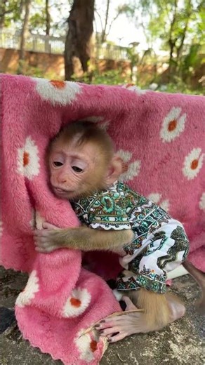 Cute&Lovely Baby Monkey