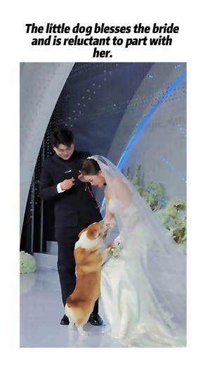 The little dog blesses the bride and is reluctant to part with her.😭