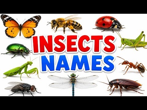 Insects Name | Learn 20 Insects Names for Kids in English | Names of insects | #insects