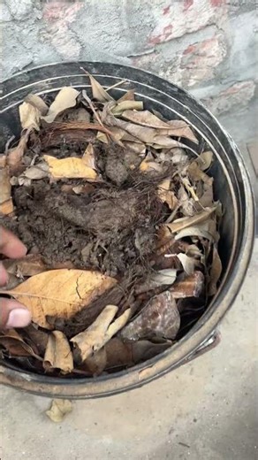 How to Create Compost at Home: The Ultimate Beginner’s Guide