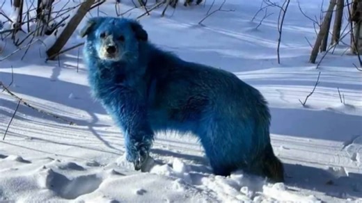 Scientists found blue dogs living near Chernobyl - then the radiation theories exploded