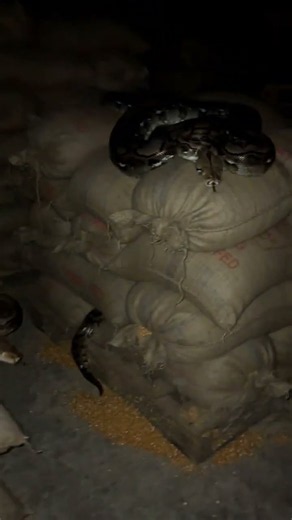The grain store has teeth… 🐍