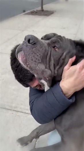 Man Finds His Cane Corso After Weeks 💖