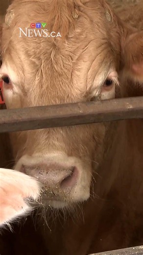 Bought beef? You could get money