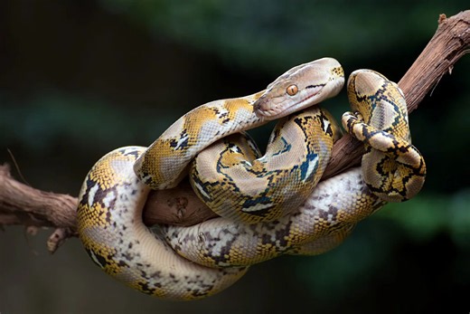 Wildlife influencer wrangles python in Indonesia, says he caught it to keep it alive
