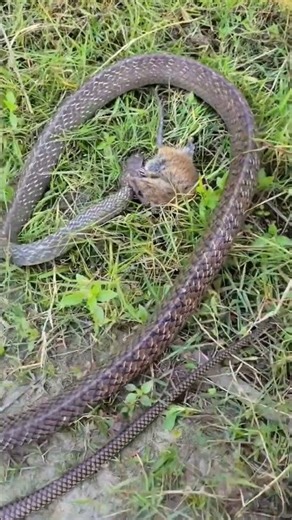 Oriental Rat Snake Hunting a Rat #snakevideo #snake #animals #naturelovers #wildanimals