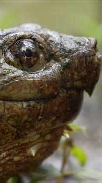 The Snapping Turtle: Best Turtle in North Carolina? #wildlife #turtle #reptiles